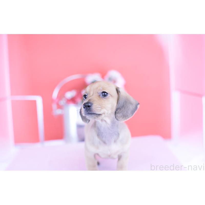 商談中の愛知県のカニンヘンダックスフンド(スムースヘアード)-422078の9枚目