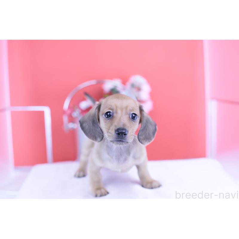 商談中の愛知県のカニンヘンダックスフンド(スムースヘアード)-422078の6枚目