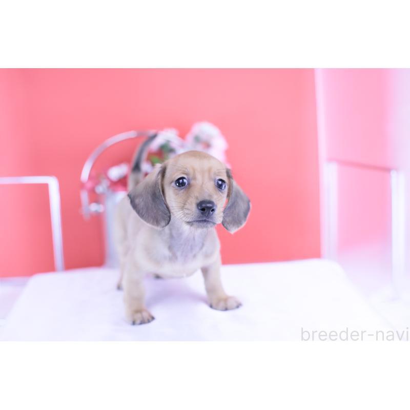 商談中の愛知県のカニンヘンダックスフンド(スムースヘアード)-422078の5枚目