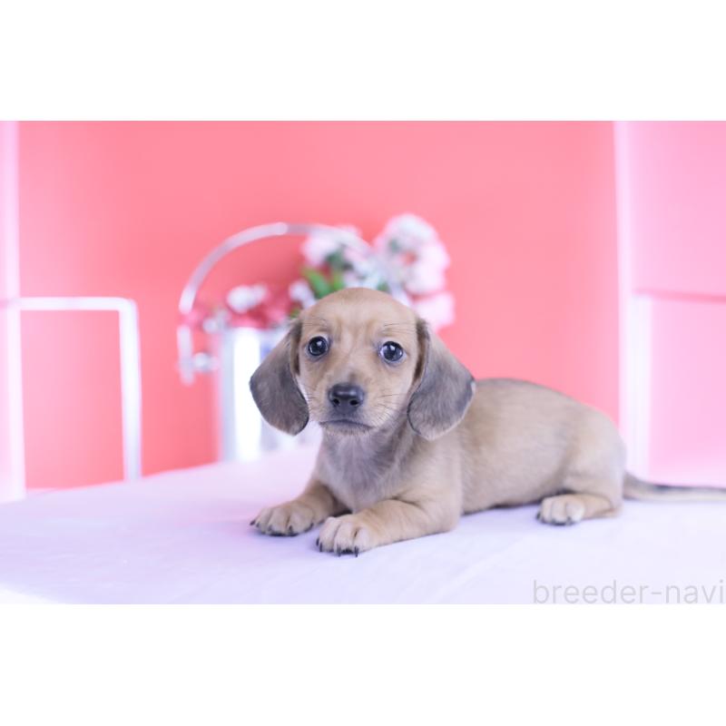 商談中の愛知県のカニンヘンダックスフンド(スムースヘアード)-422078の3枚目