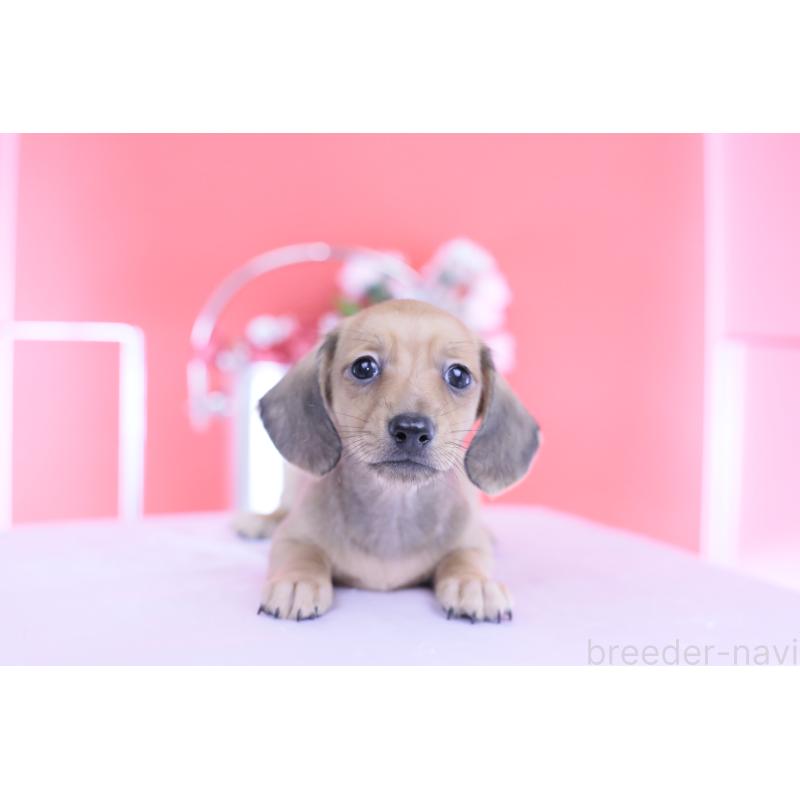 商談中の愛知県のカニンヘンダックスフンド(スムースヘアード)-422078の2枚目