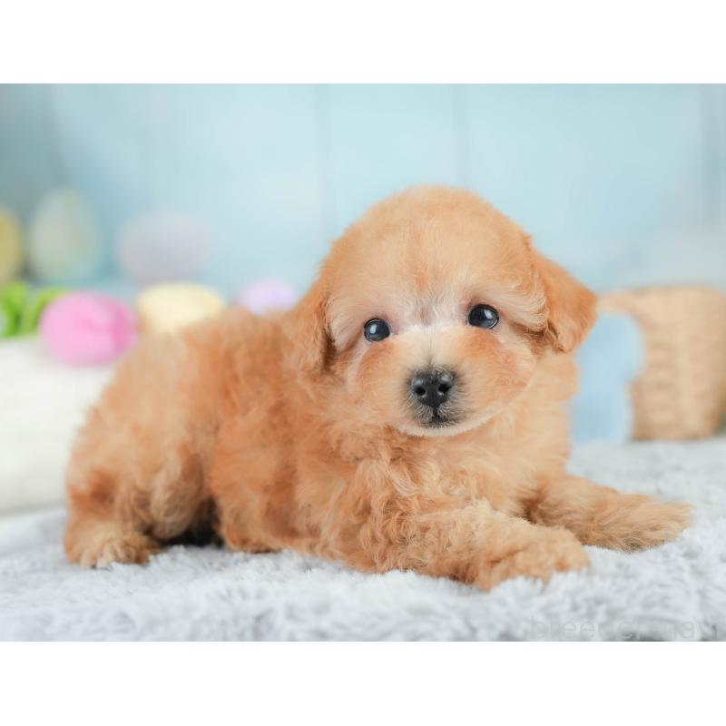 販売中の栃木県のタイニープードル-424441の10枚目