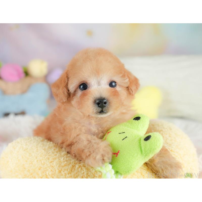 販売中の栃木県のタイニープードル-424441の9枚目