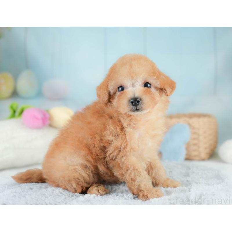 販売中の栃木県のタイニープードル-424441の8枚目