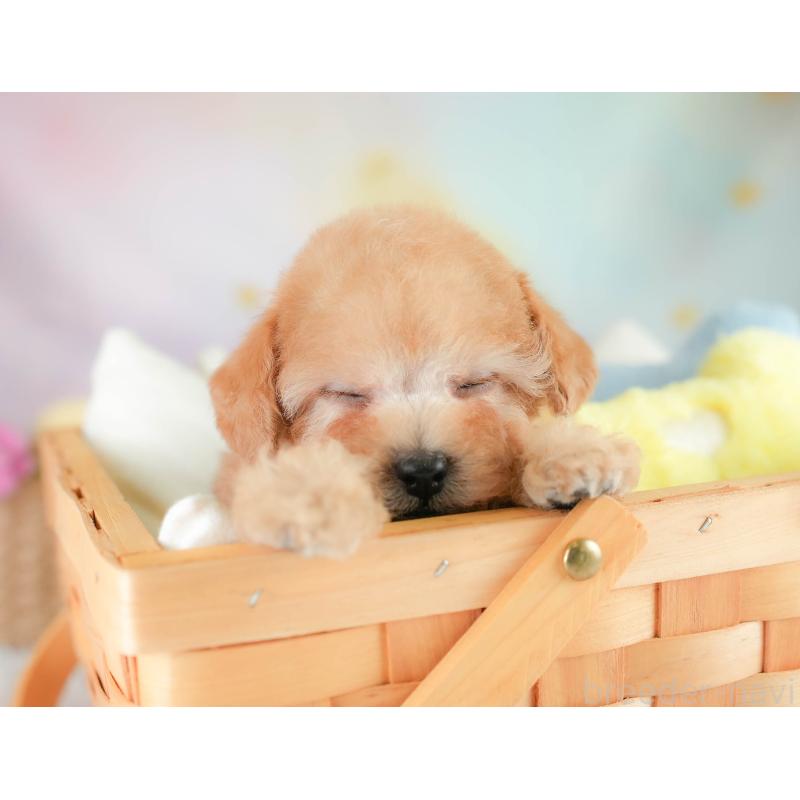 販売中の栃木県のタイニープードル-424441の7枚目