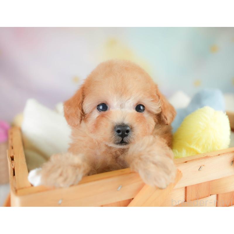 販売中の栃木県のタイニープードル-424441の6枚目