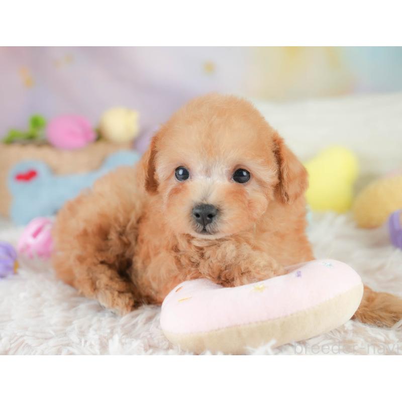 販売中の栃木県のタイニープードル-424441の5枚目