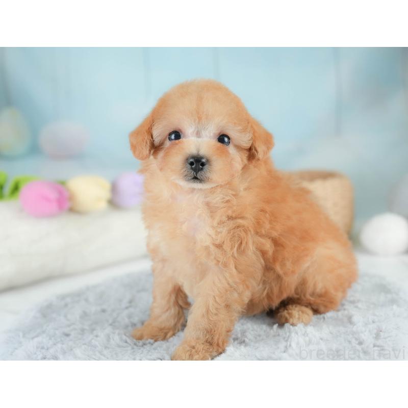 販売中の栃木県のタイニープードル-424441の4枚目