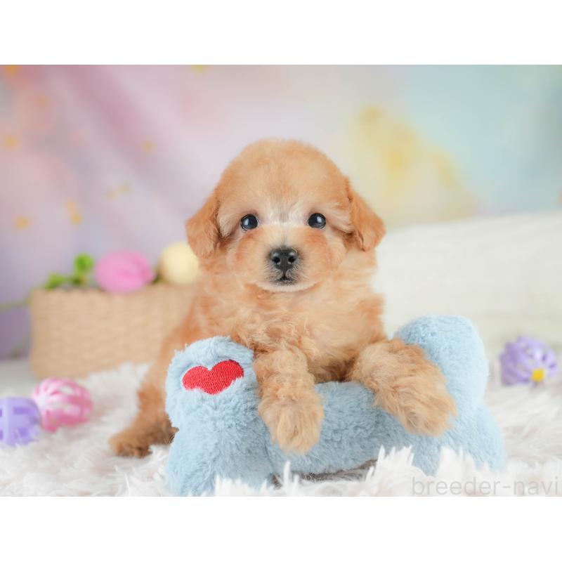販売中の栃木県のタイニープードル-424441の3枚目