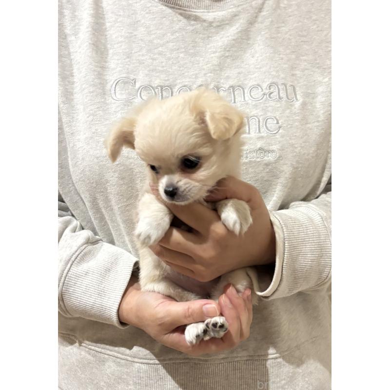 販売中の熊本県のチワワ(ロングコート)-422031の3枚目