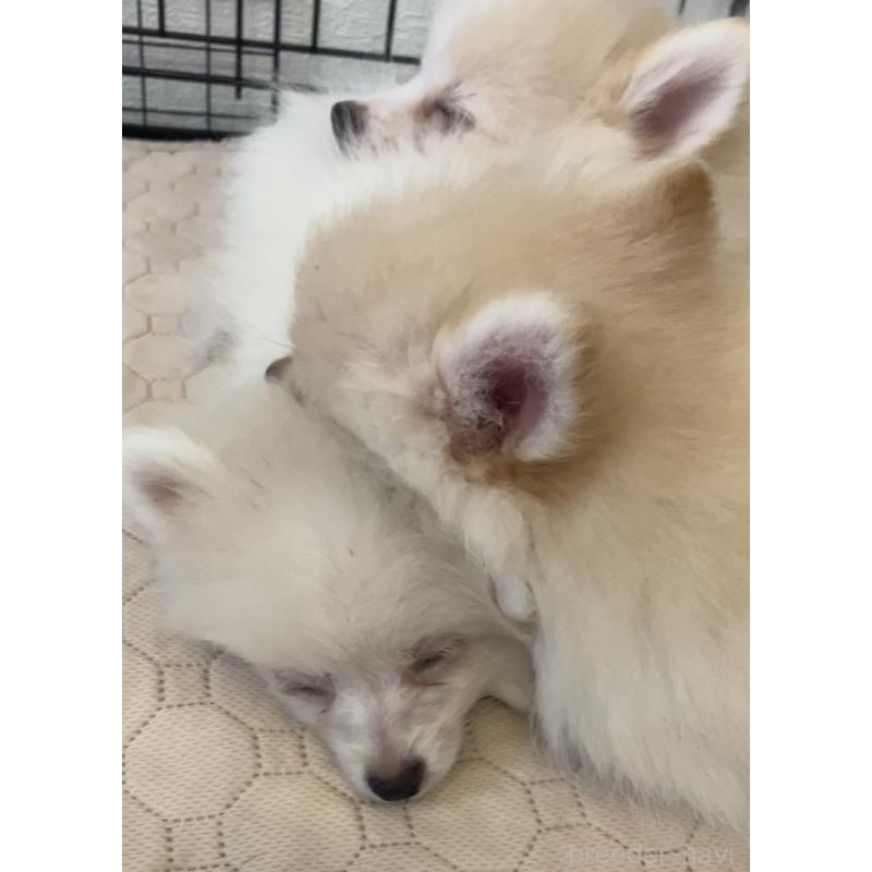 販売中の千葉県のポメラニアン-418213の2枚目