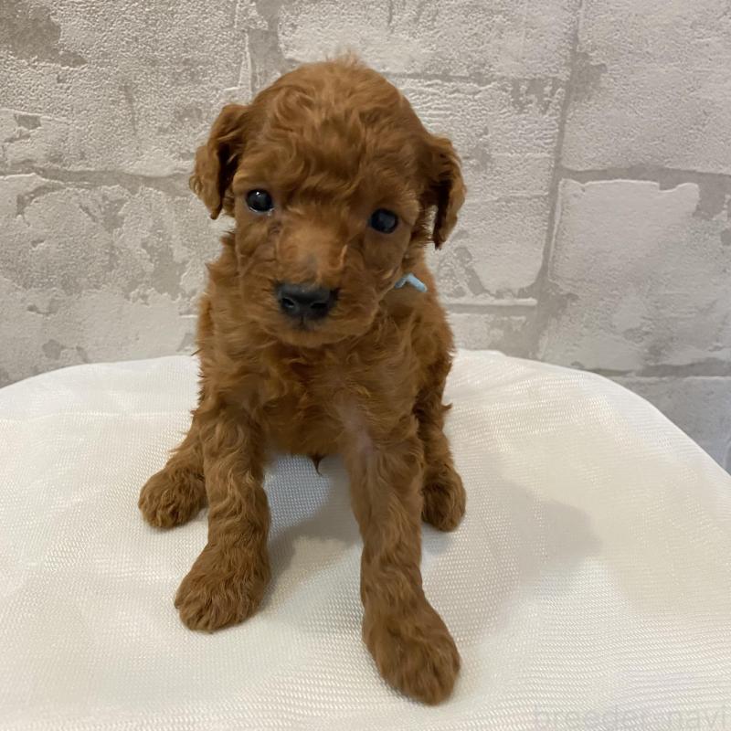 販売中の群馬県のミニチュアプードル-424435