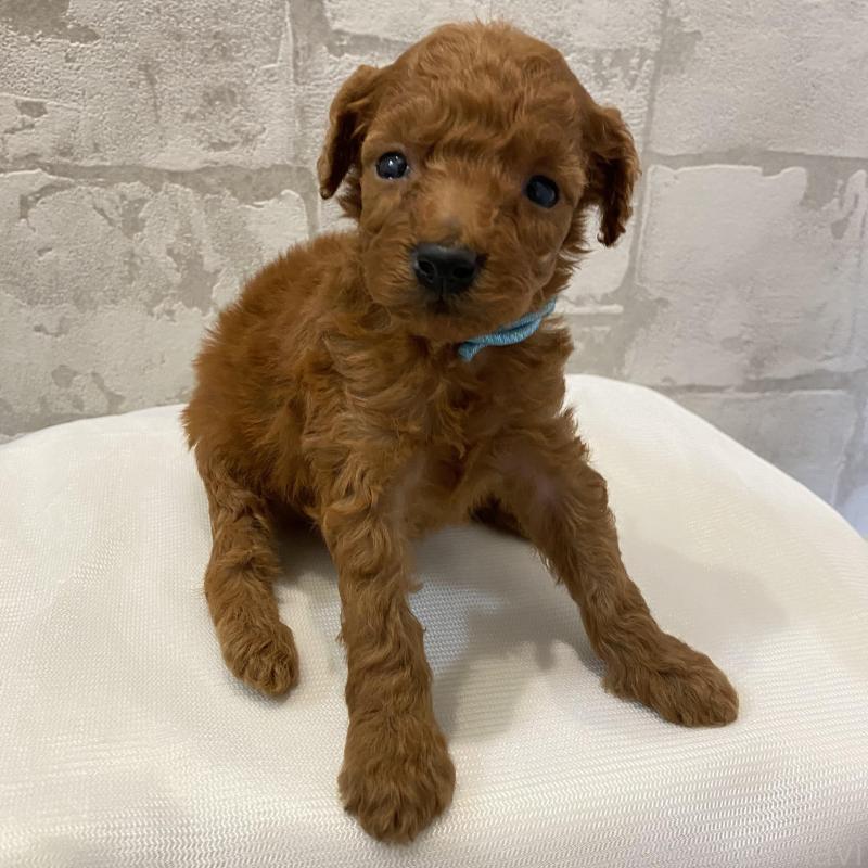 販売中の群馬県のミニチュアプードル-424435の6枚目