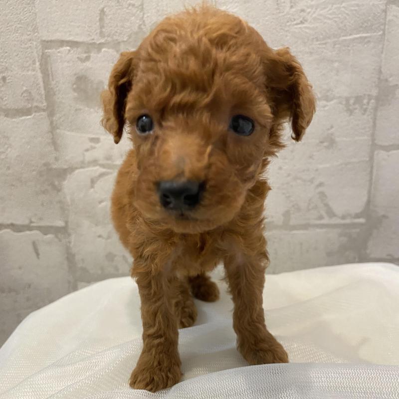 販売中の群馬県のミニチュアプードル-424435の5枚目