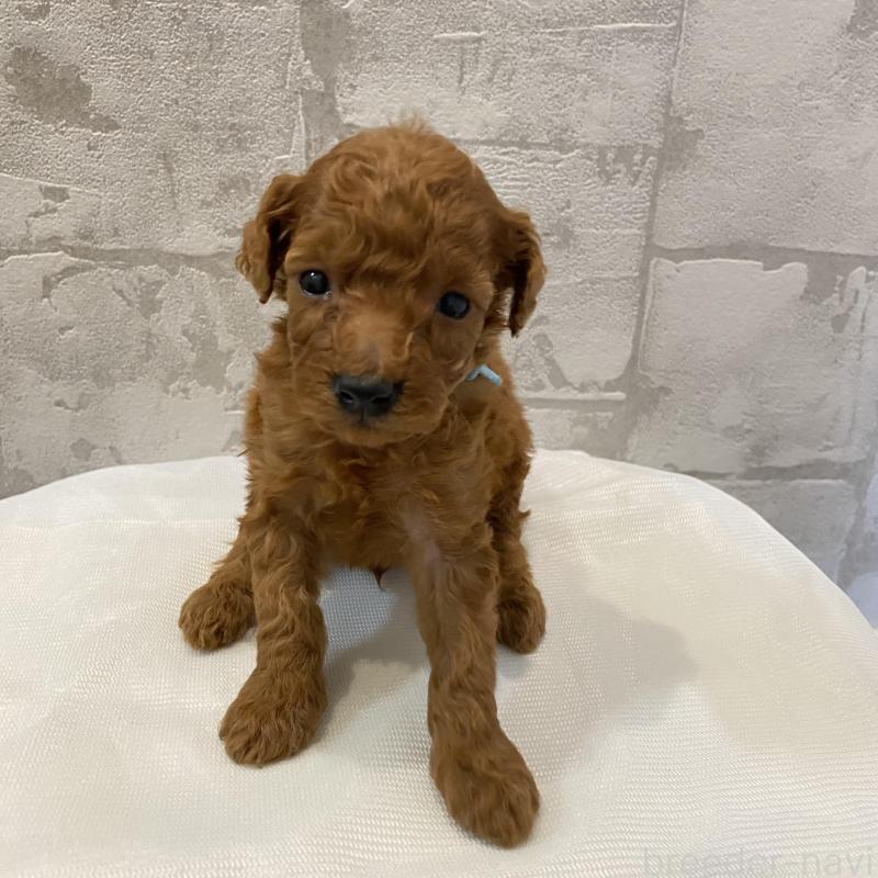 販売中の群馬県のミニチュアプードル-424435の4枚目