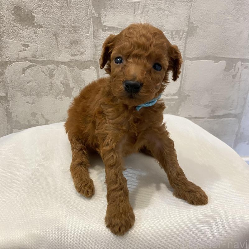 販売中の群馬県のミニチュアプードル-424435の3枚目