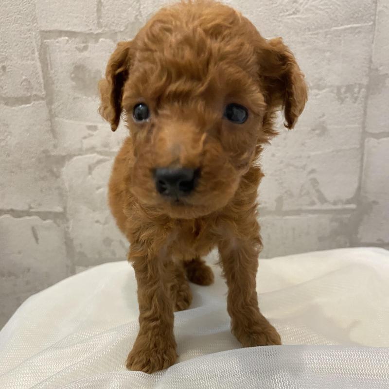 販売中の群馬県のミニチュアプードル-424435の2枚目