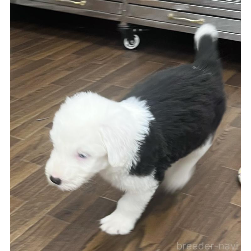 成約済の東京都のオールドイングリッシュシープドッグ-422104の5枚目