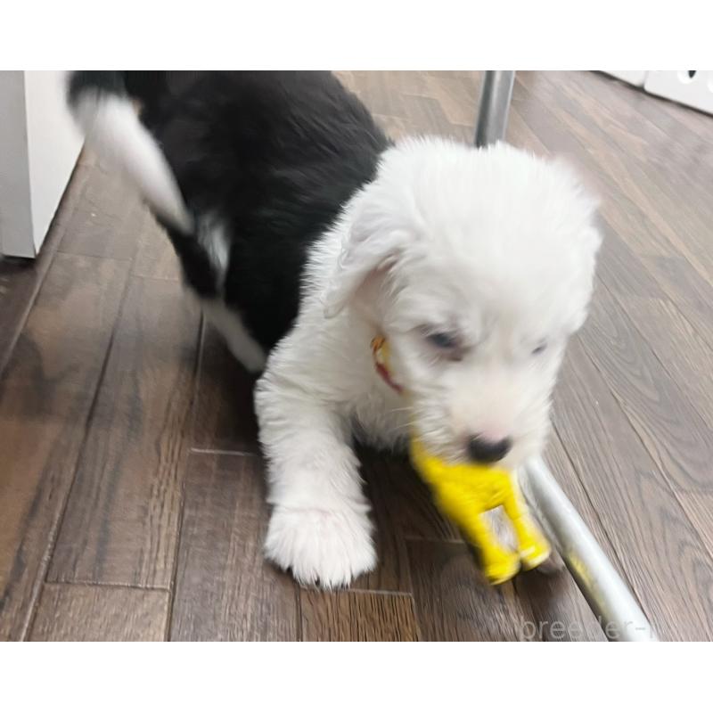 成約済の東京都のオールドイングリッシュシープドッグ-422104の4枚目