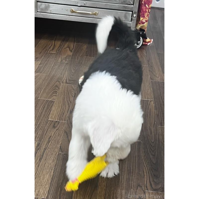 成約済の東京都のオールドイングリッシュシープドッグ-422104の3枚目