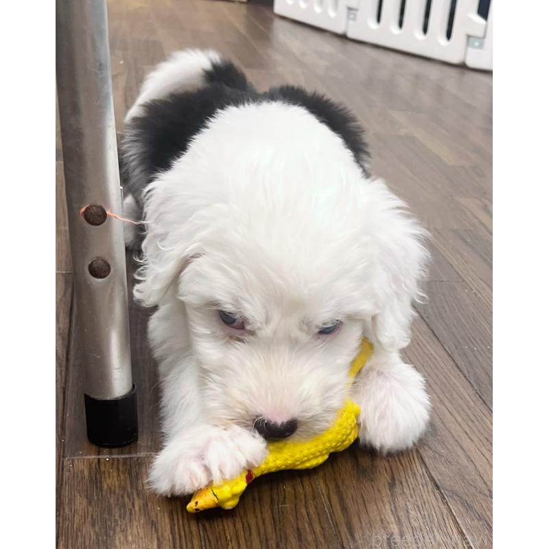 成約済の東京都のオールドイングリッシュシープドッグ-422104の2枚目