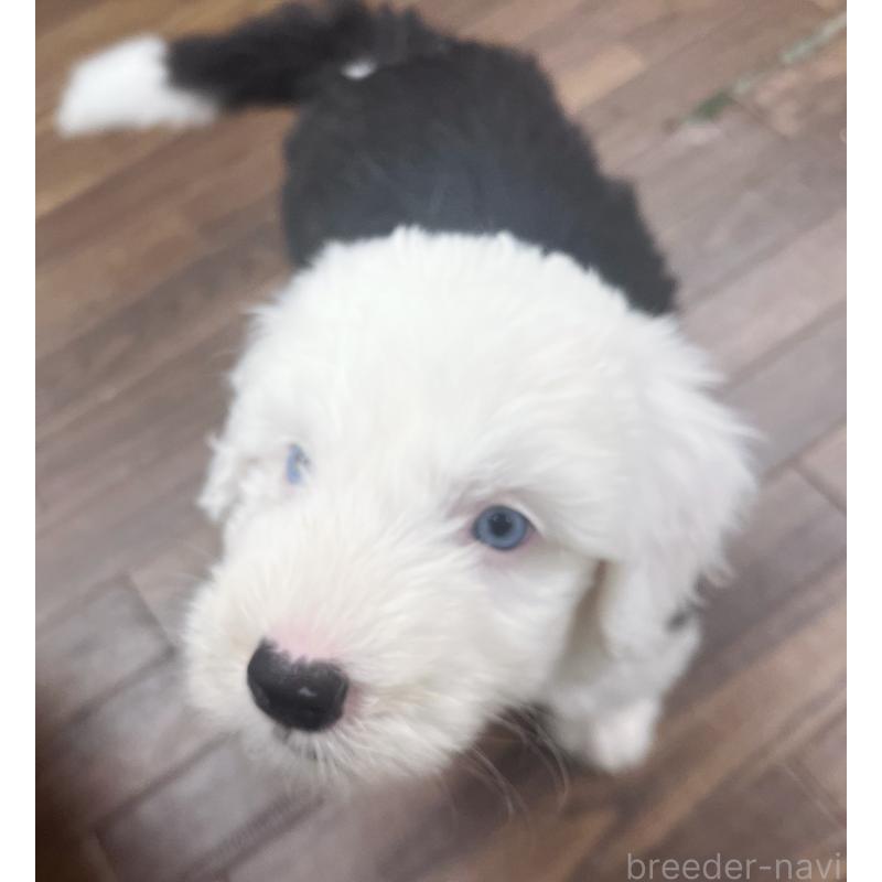 販売中の東京都のオールドイングリッシュシープドッグ-422104