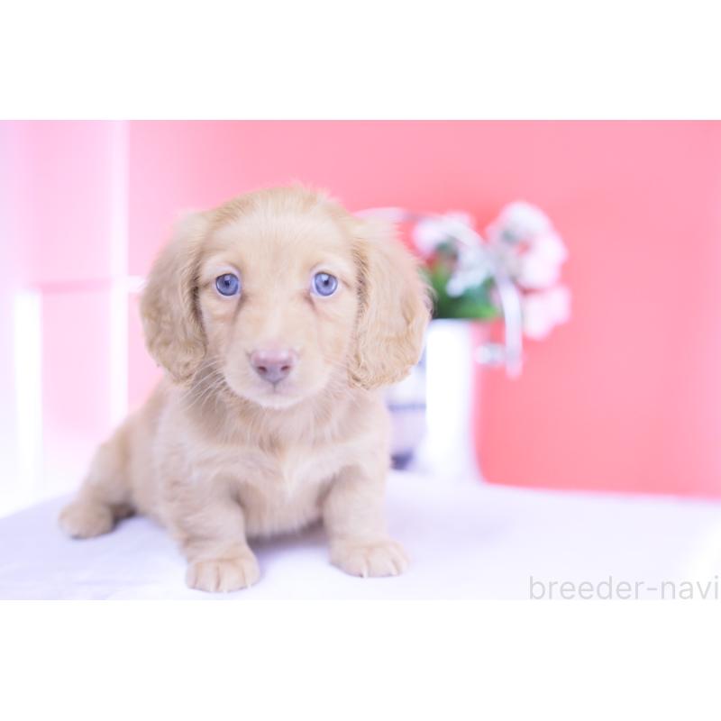 成約済の愛知県のカニンヘンダックスフンド(ロングヘアード)-422275の14枚目