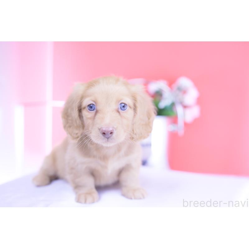 成約済の愛知県のカニンヘンダックスフンド(ロングヘアード)-422275の13枚目