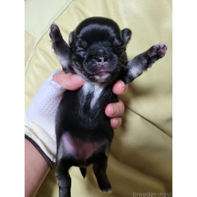 販売中の千葉県のチワワ(ロングコート)-424437の6枚目