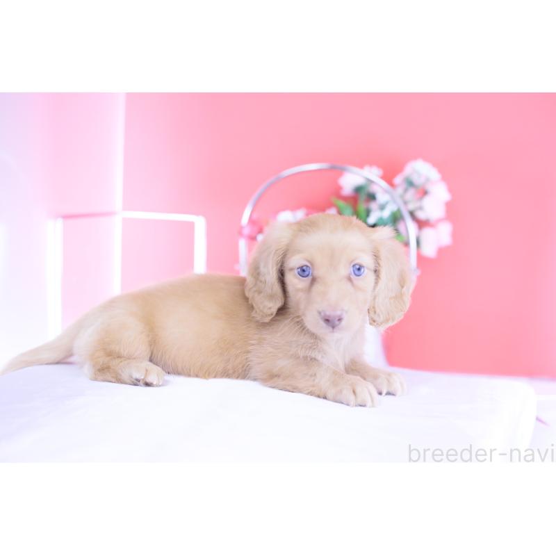 成約済の愛知県のカニンヘンダックスフンド(ロングヘアード)-422275の12枚目