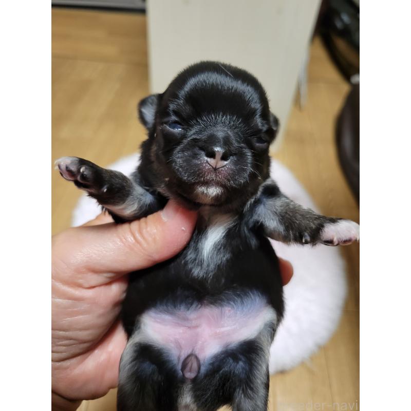 販売中の千葉県のチワワ(ロングコート)-424437の5枚目