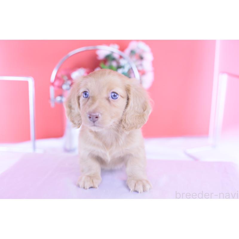 成約済の愛知県のカニンヘンダックスフンド(ロングヘアード)-422275の10枚目