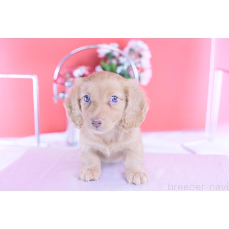 成約済の愛知県のカニンヘンダックスフンド(ロングヘアード)-422275の9枚目