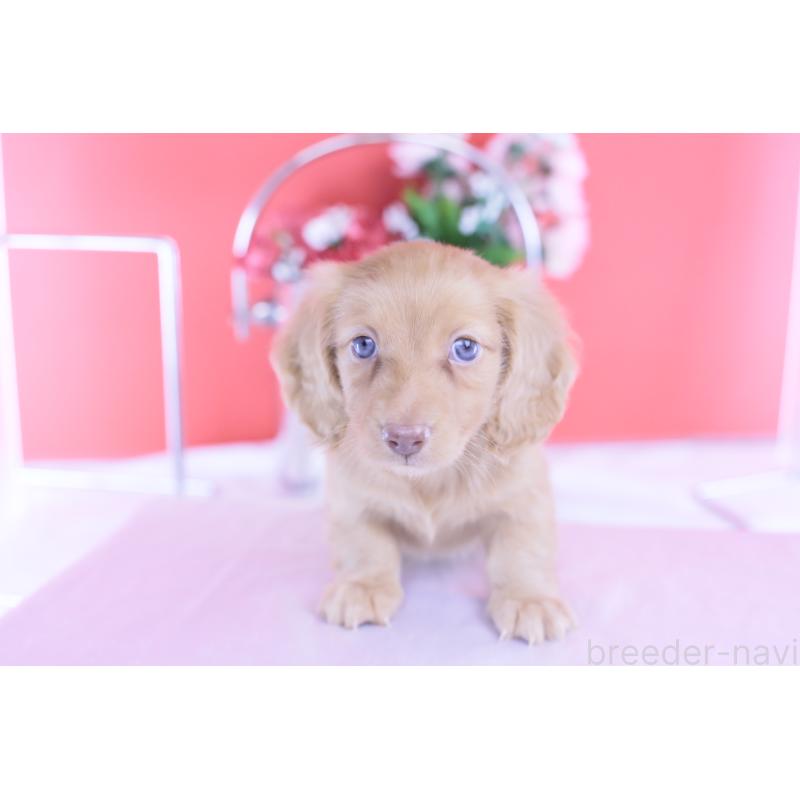 成約済の愛知県のカニンヘンダックスフンド(ロングヘアード)-422275の8枚目