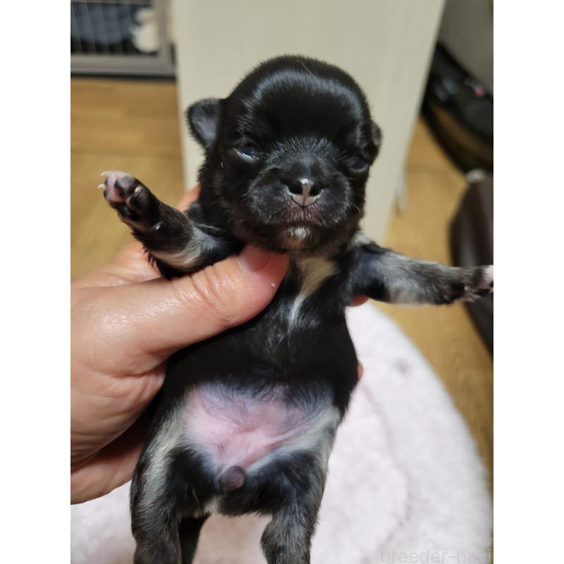 販売中の千葉県のチワワ(ロングコート)-424437の4枚目