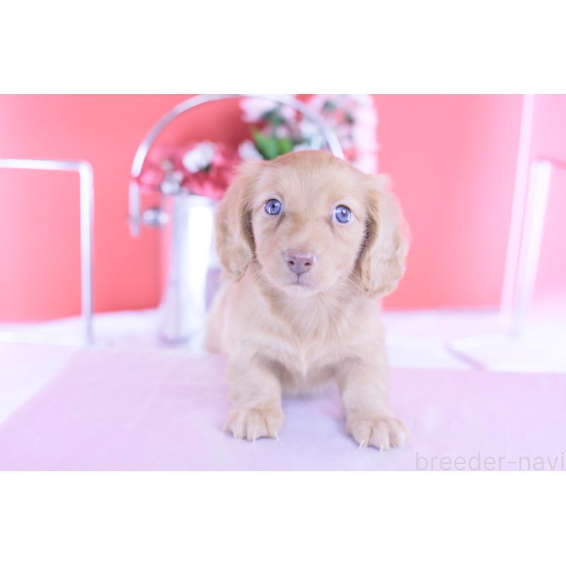 成約済の愛知県のカニンヘンダックスフンド(ロングヘアード)-422275の7枚目