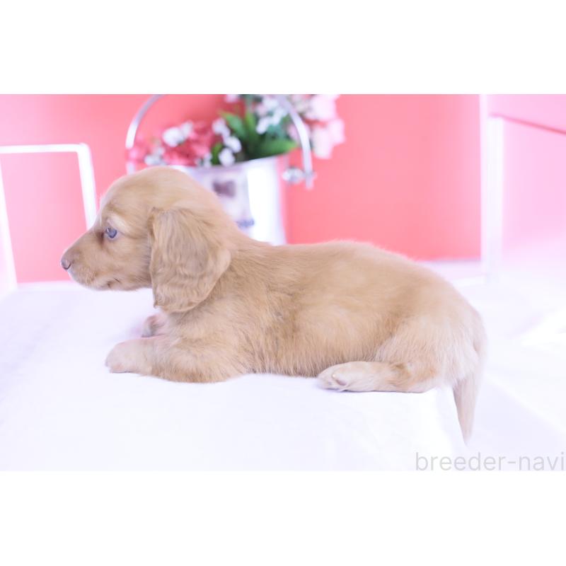 成約済の愛知県のカニンヘンダックスフンド(ロングヘアード)-422275の5枚目