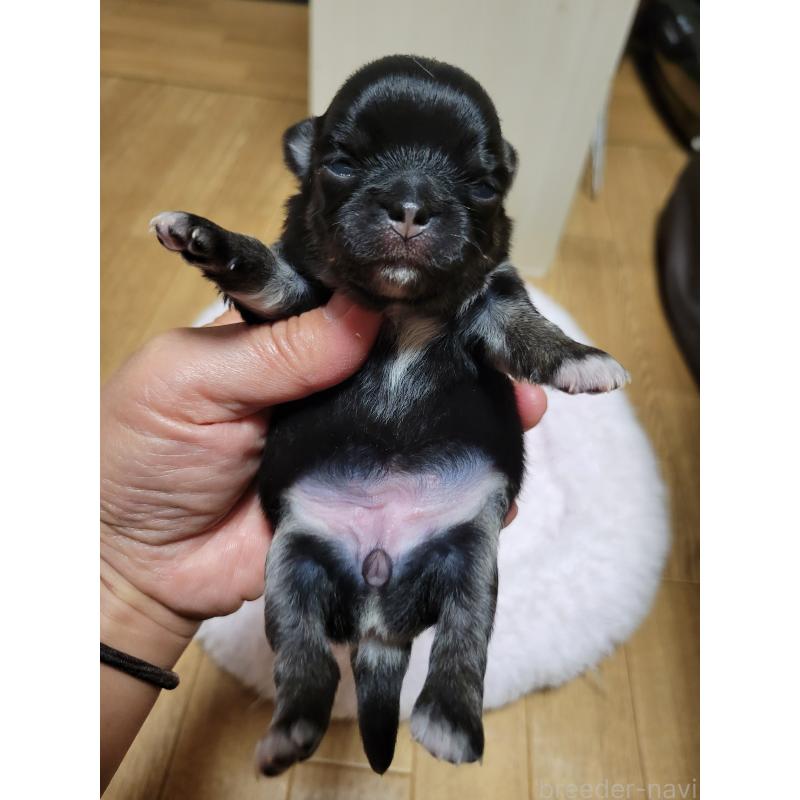 販売中の千葉県のチワワ(ロングコート)-424437の3枚目