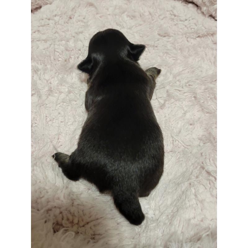 販売中の千葉県のチワワ(ロングコート)-424437の2枚目