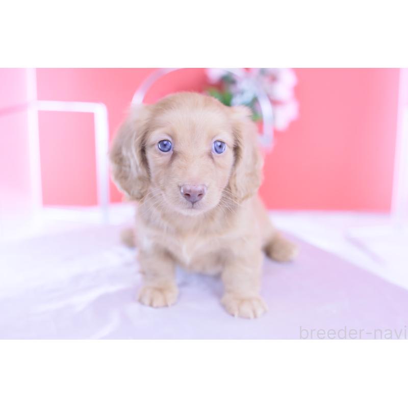 成約済の愛知県のカニンヘンダックスフンド(ロングヘアード)-422275の2枚目