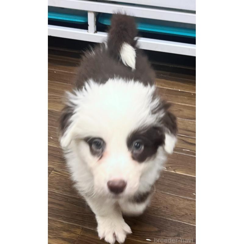 成約済の東京都のボーダーコリー-421887の3枚目