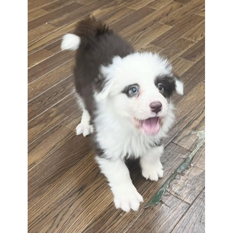 成約済の東京都のボーダーコリー-421887の2枚目