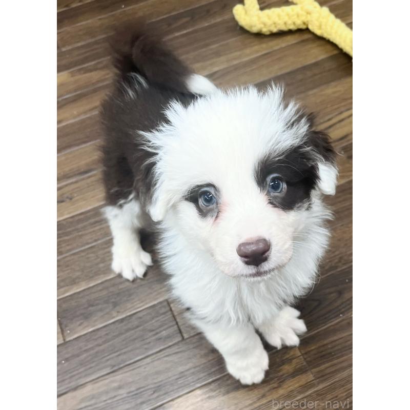 販売中の東京都のボーダーコリー-421887