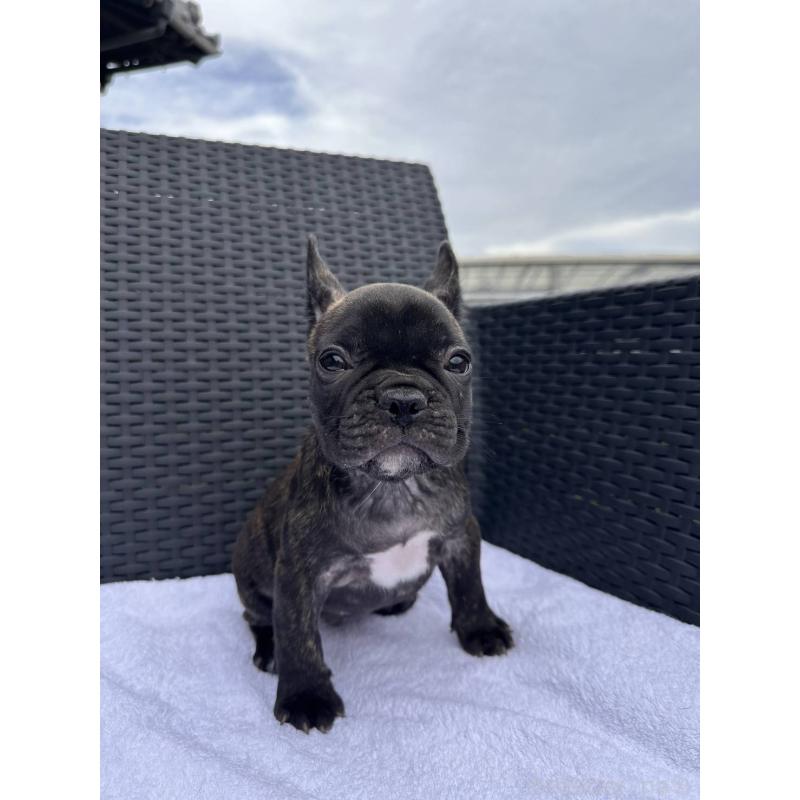 成約済の愛媛県のフレンチブルドッグ-421454の19枚目