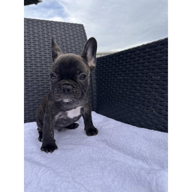 成約済の愛媛県のフレンチブルドッグ-421454の18枚目