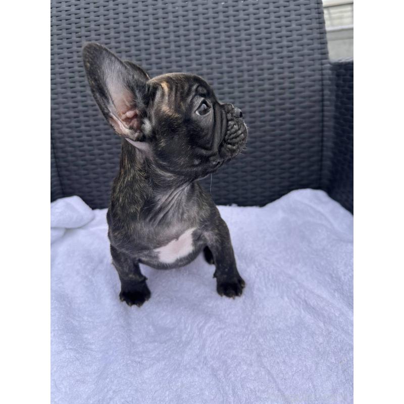 成約済の愛媛県のフレンチブルドッグ-421454の17枚目