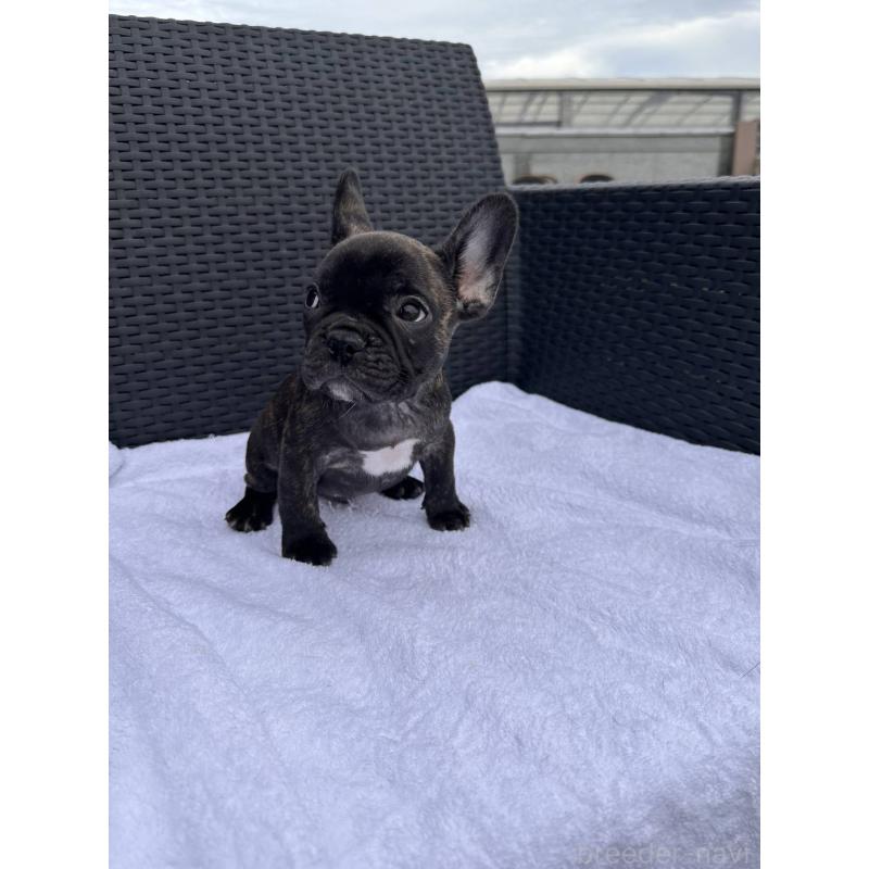 成約済の愛媛県のフレンチブルドッグ-421454の16枚目