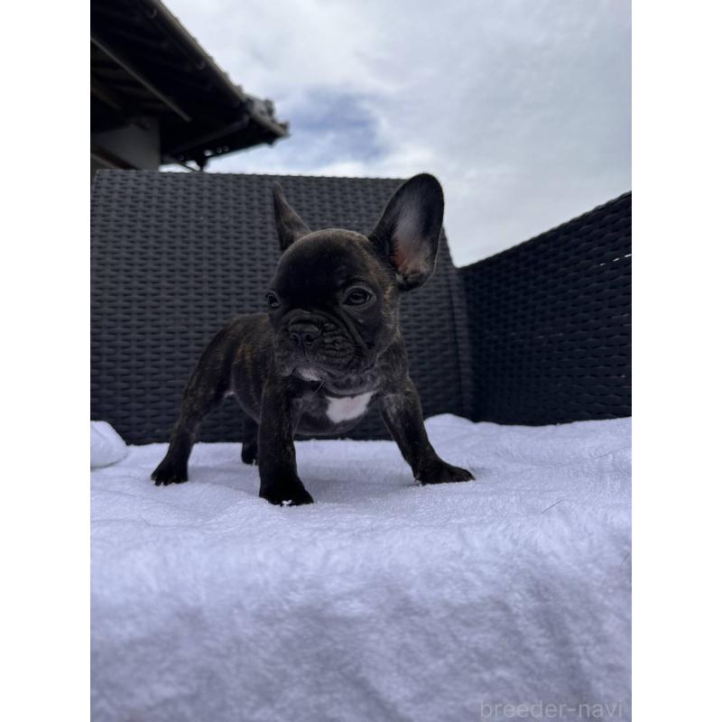 成約済の愛媛県のフレンチブルドッグ-421454の15枚目