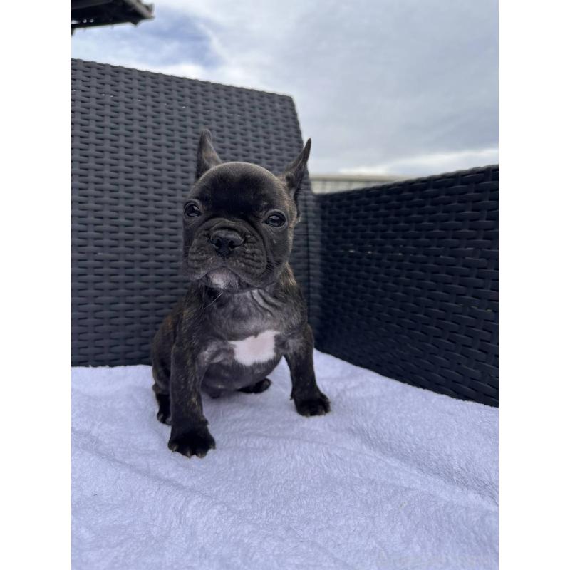 成約済の愛媛県のフレンチブルドッグ-421454の14枚目