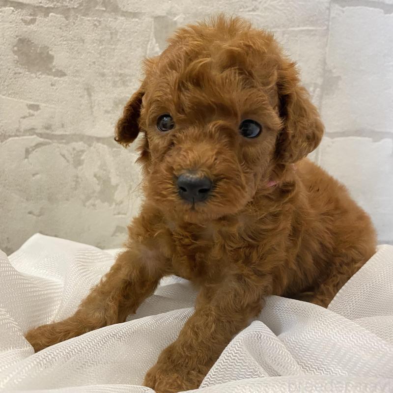 販売中の群馬県のミニチュアプードル-424436の1枚目